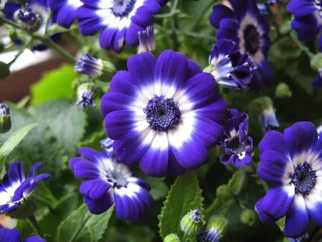 cineraria partial bloom buds