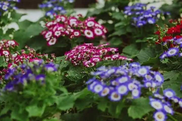 cineraria bright window indoor