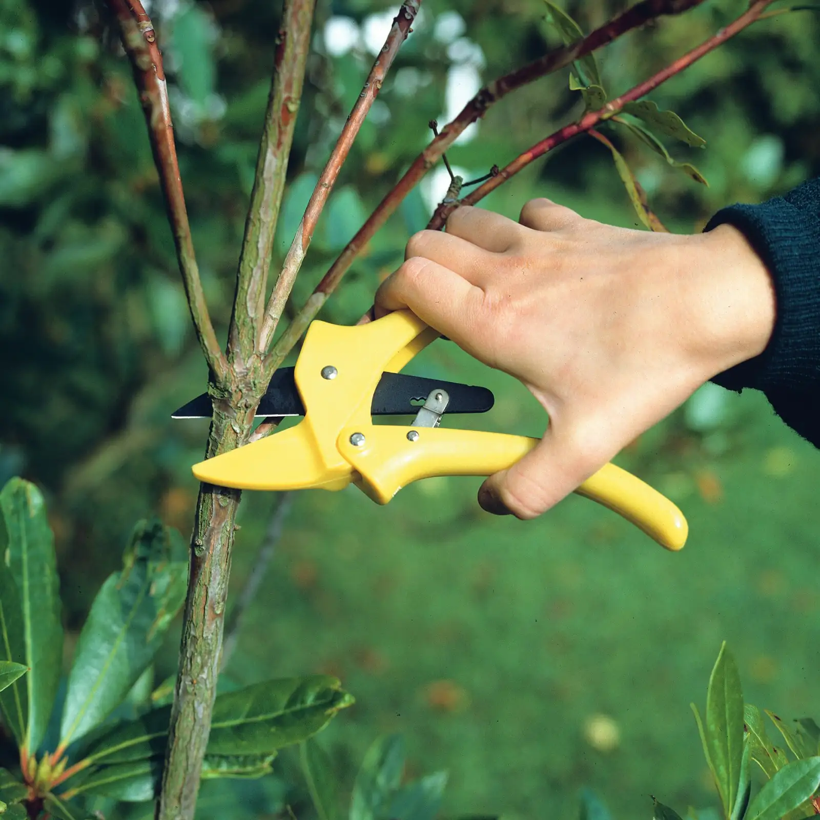 cineraria deadheading hand pruning
