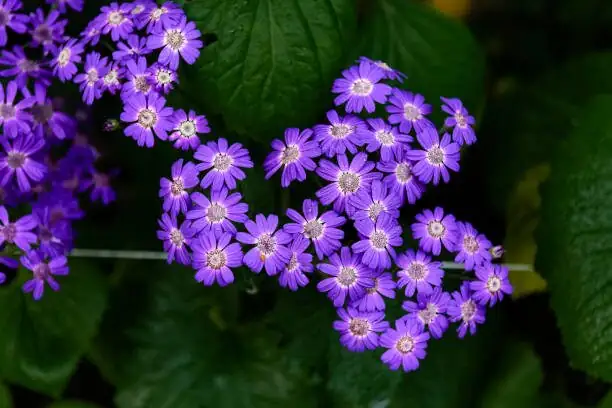 温度每升1°C，颜值掉几分？瓜叶菊的控温实验与家庭可行方案