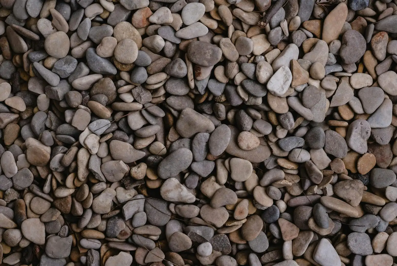 cineraria pebble tray humidity