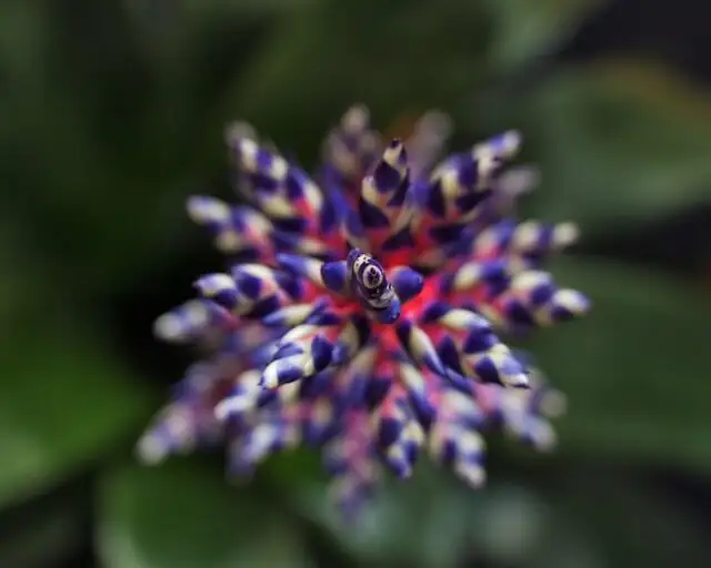 bromeliad winter care empty cup
