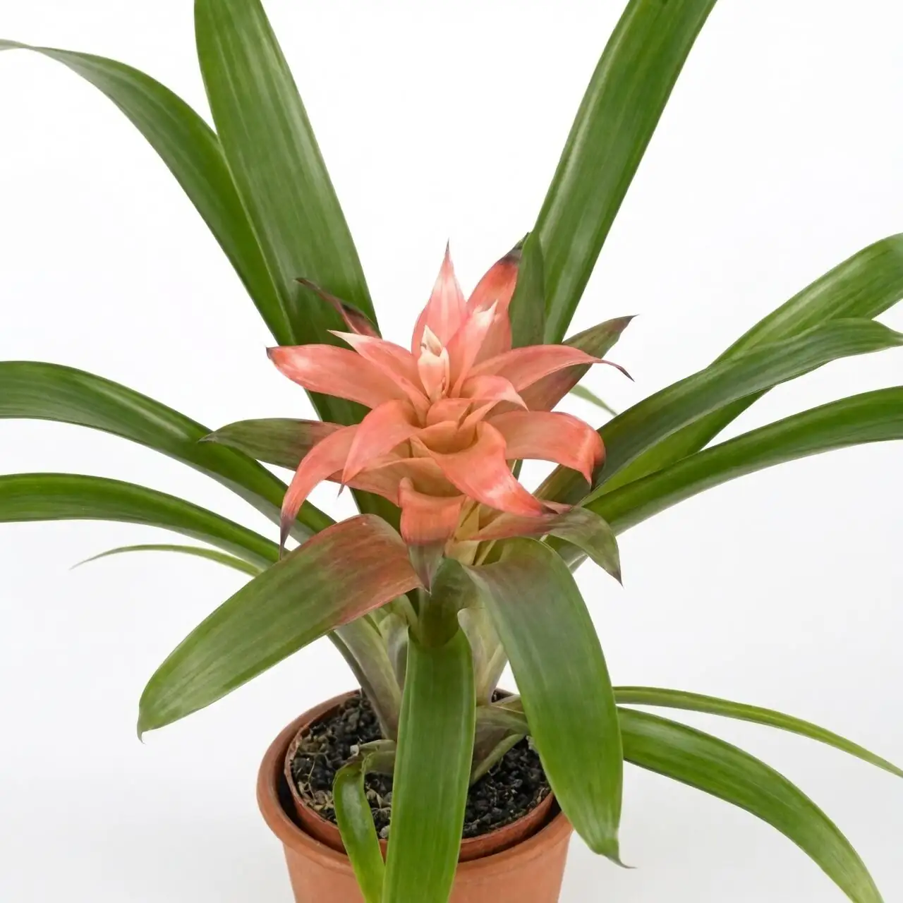 guzmania vriesea aechmea side by side