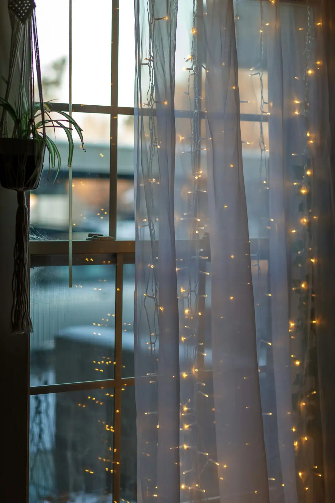 flaming sword bromeliad sheer curtain
