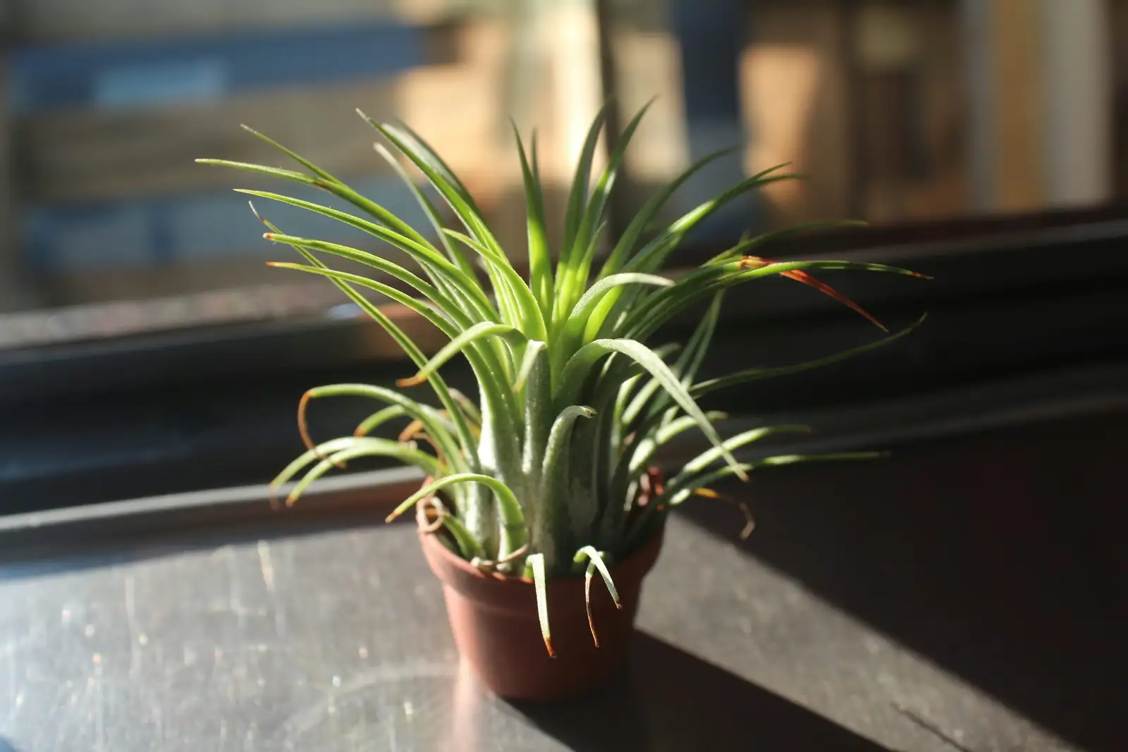 bromeliad pup separation roots