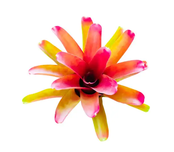 bromeliad crown rot cleaning tweezers