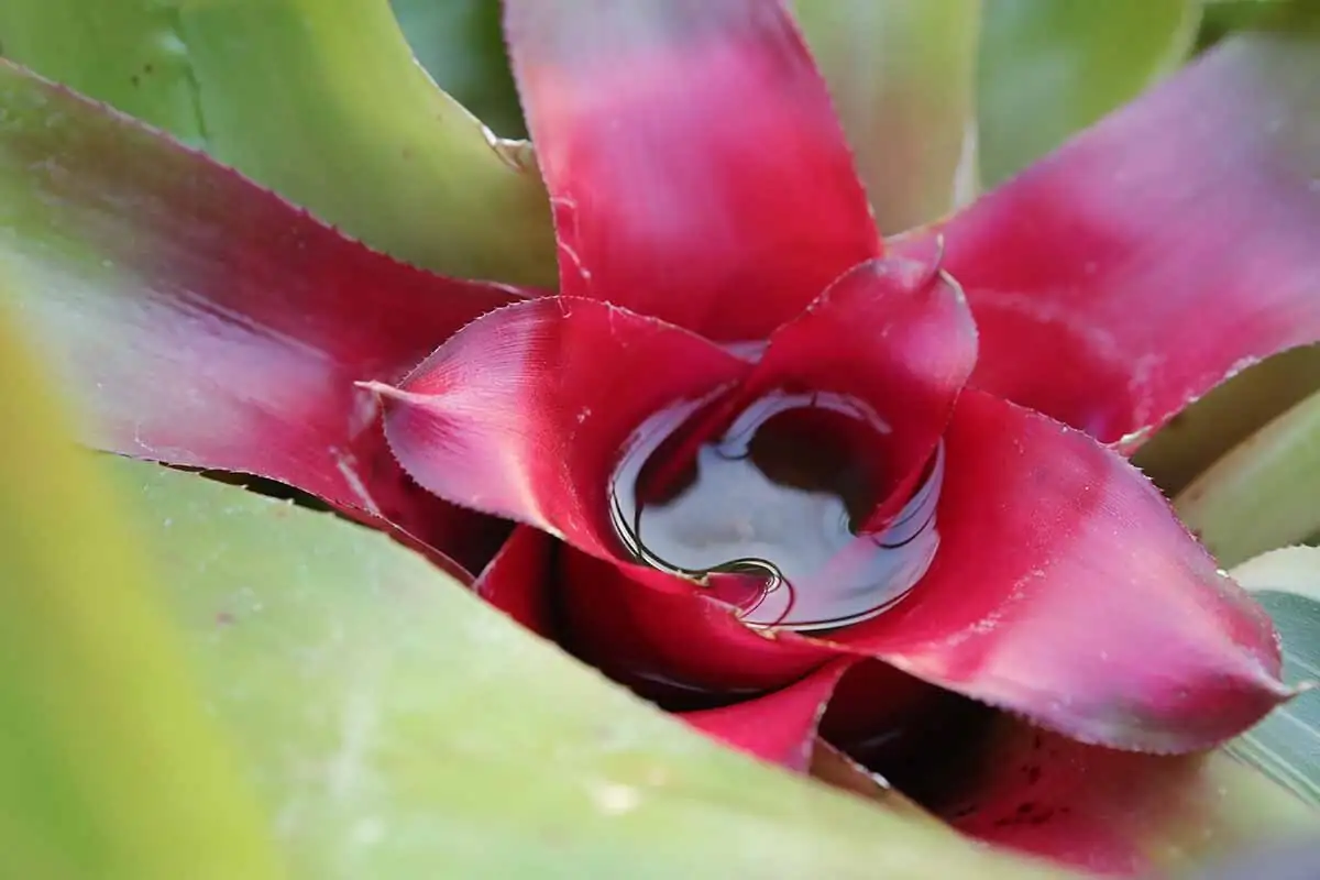 bromeliad leaf cup water close-up