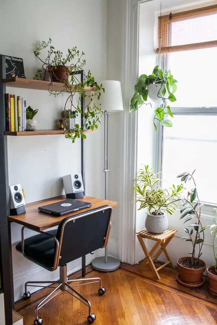 Vriesea indoor desk bright window