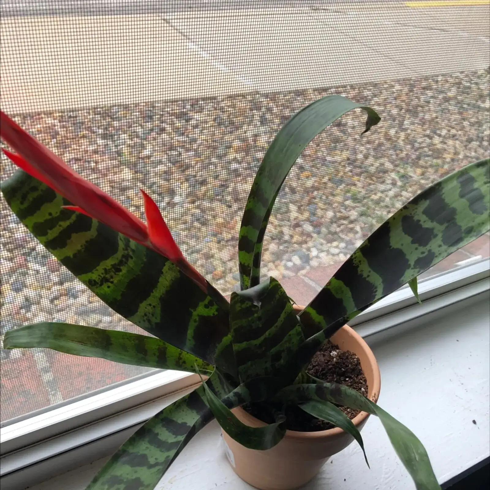 flaming sword bromeliad leaf cup watering
