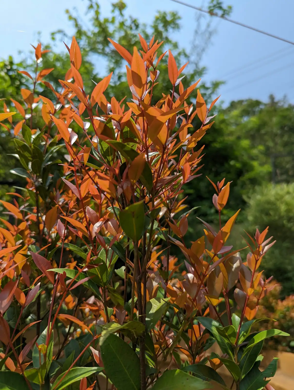 Vriesea splendens red bracts close-up