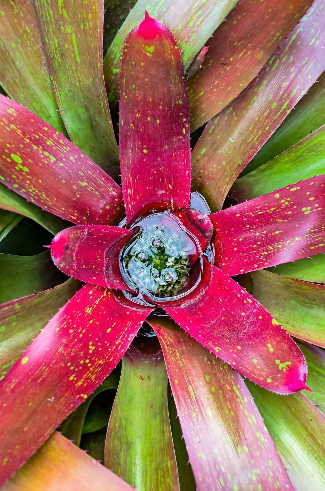 bromeliad central cup water close-up