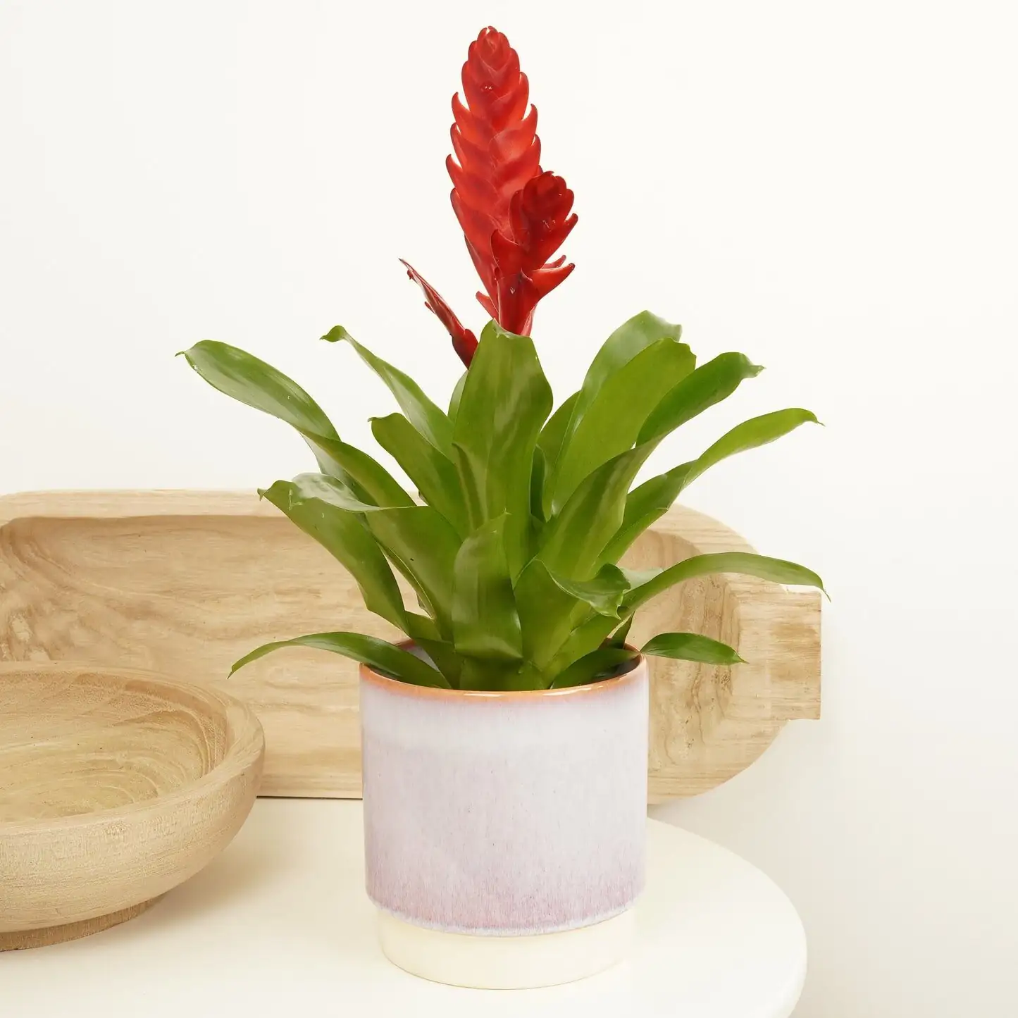 Vriesea splendens striped leaves flaming sword