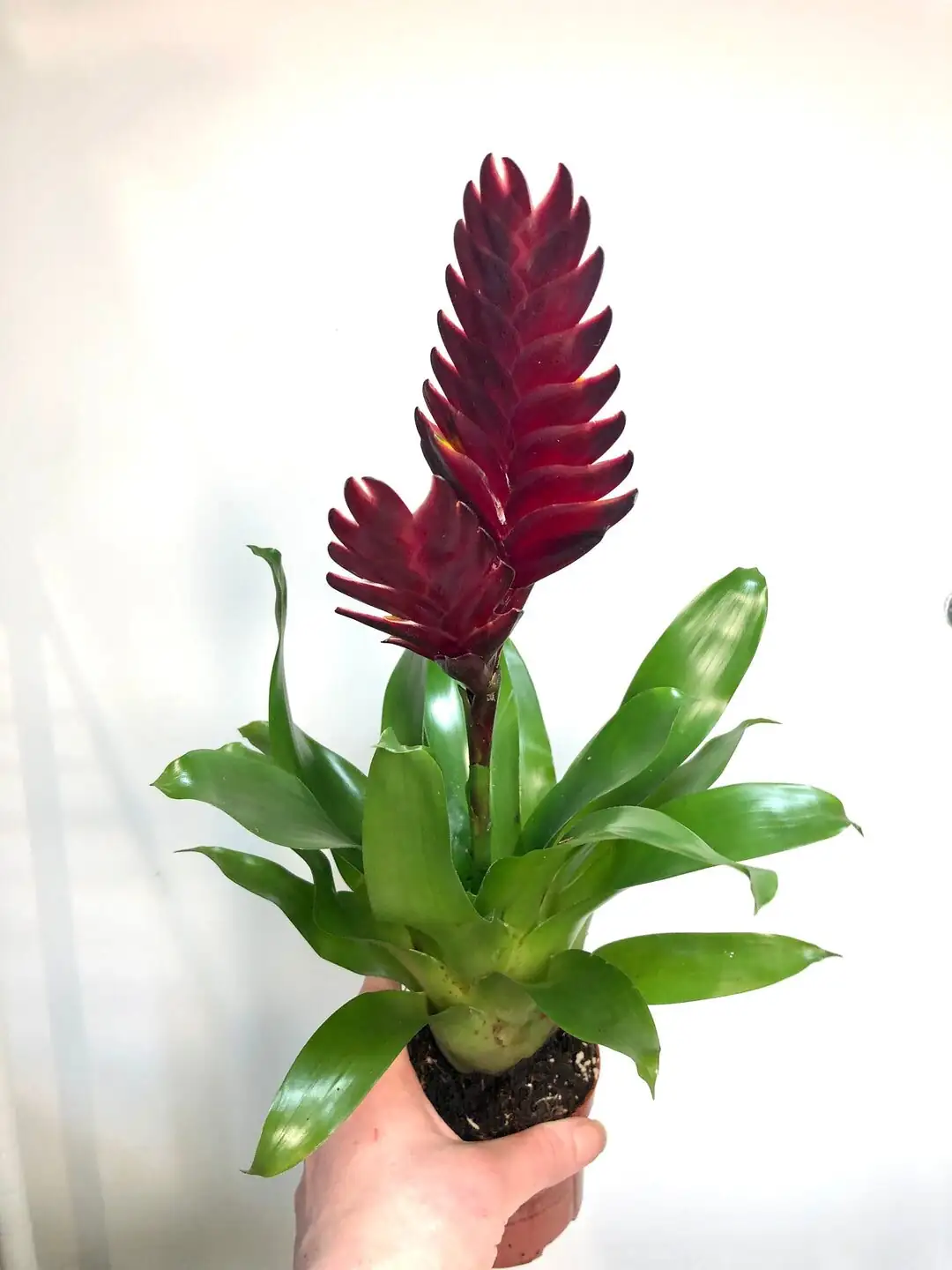 Vriesea division tools and potting mix