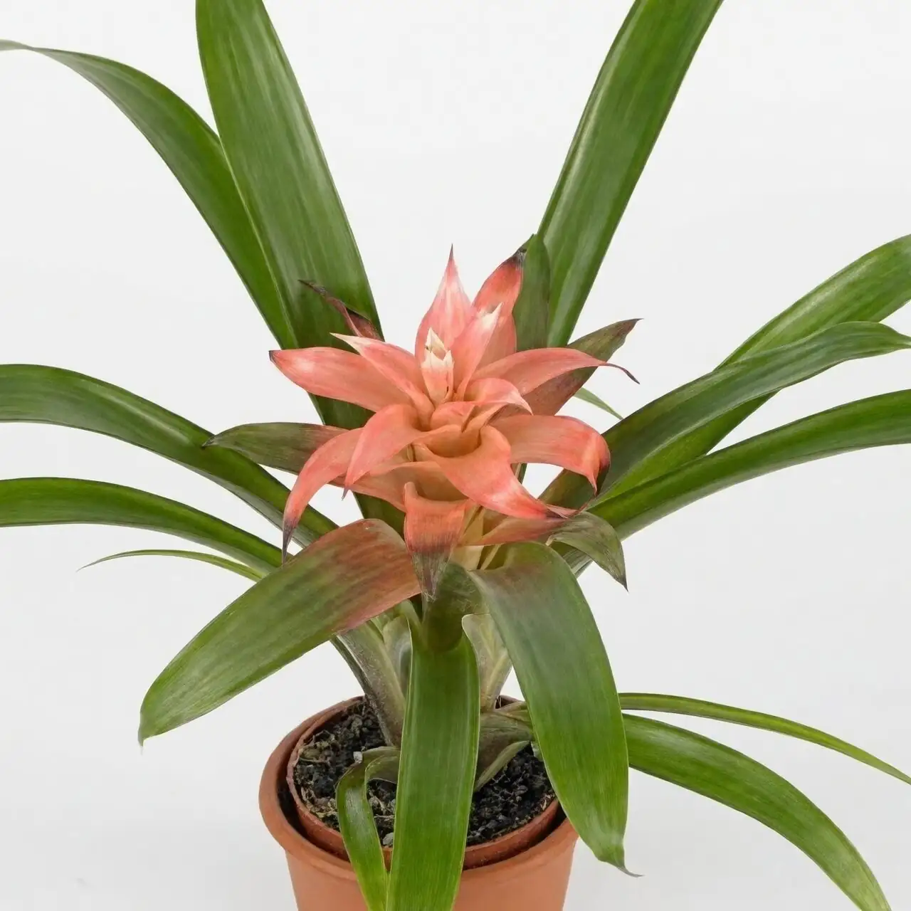 Guzmania Vriesea Aechmea side by side