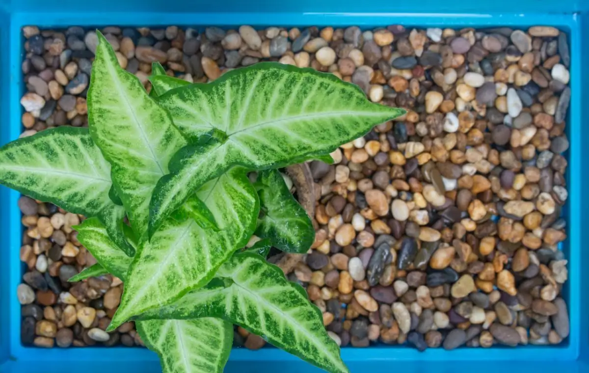 bromeliad pebble tray humidity
