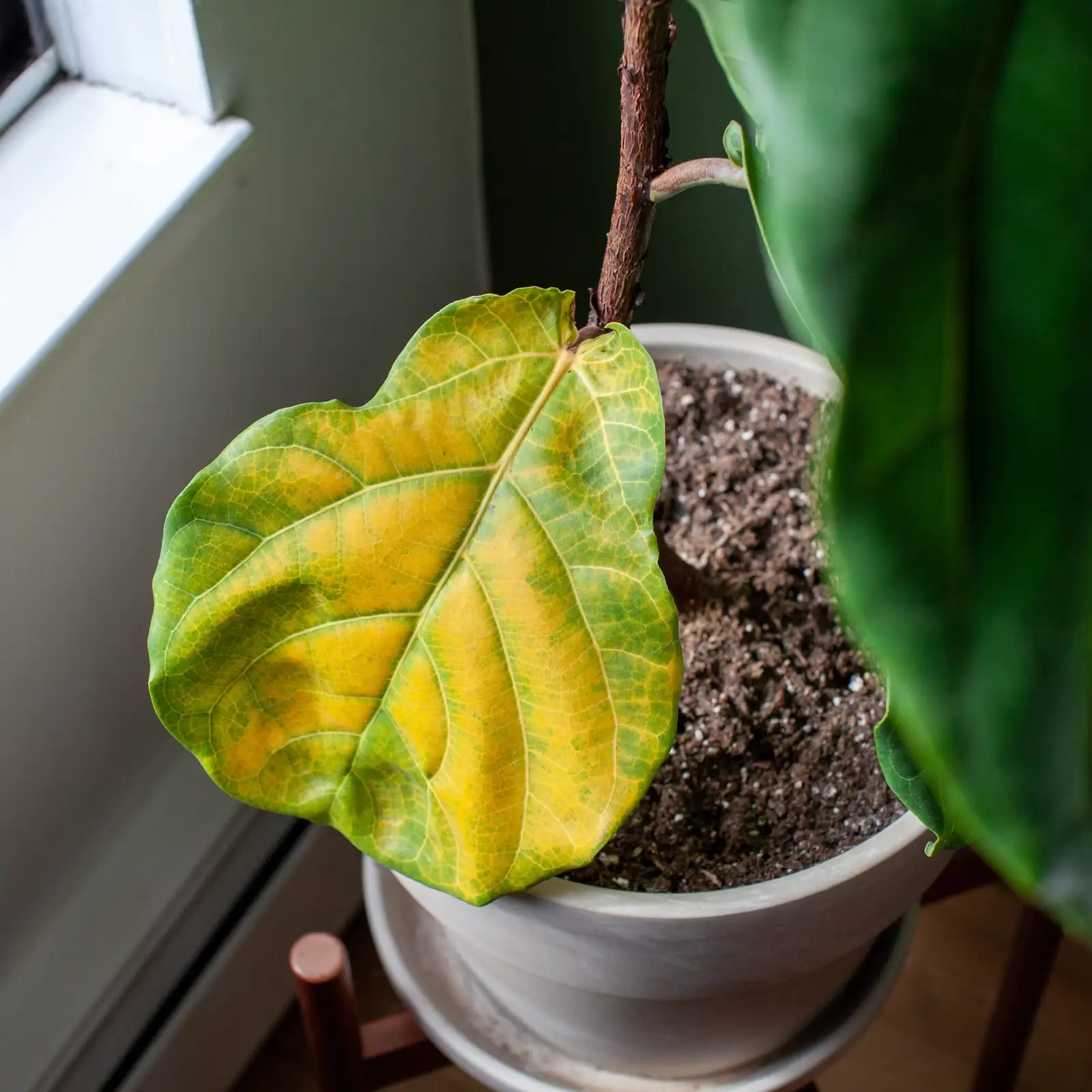 bromeliad leaf cup water change