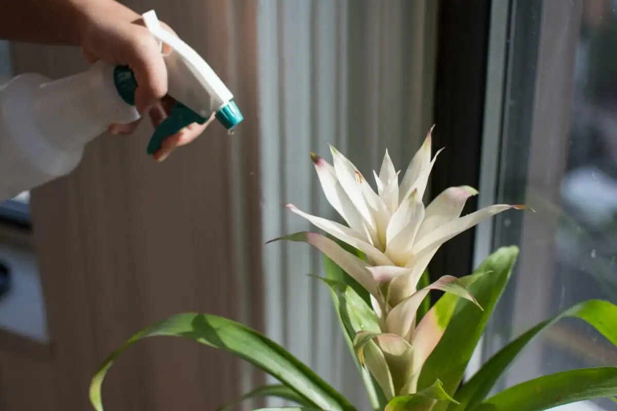 bromeliad leaf cup turkey baster