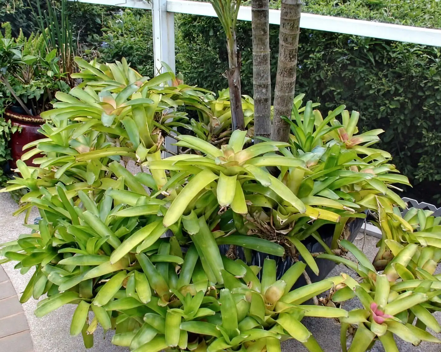 bromeliad cup mosquito larvae removal