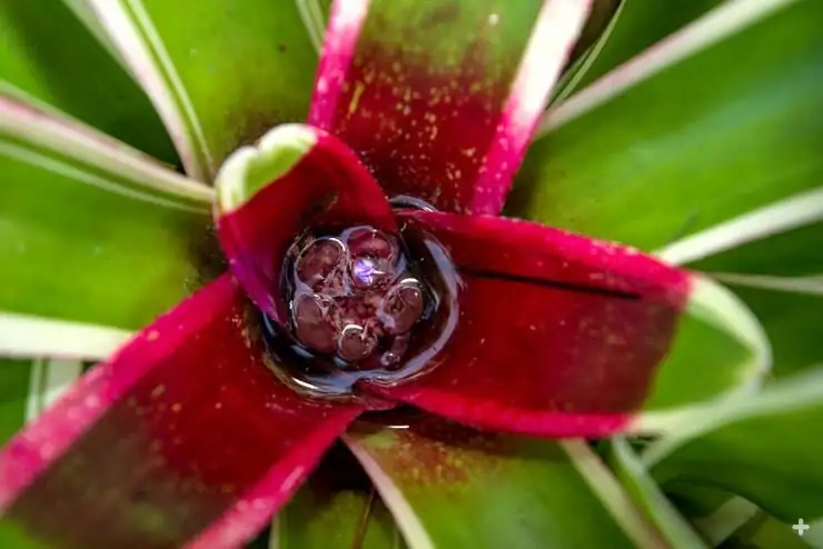 child observing bromeliad leaf cup