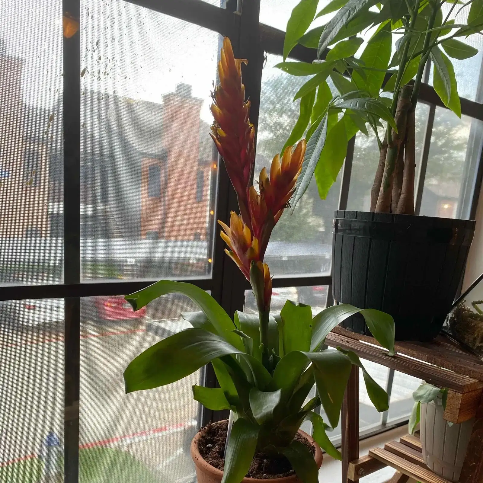 flaming sword bromeliad bright window