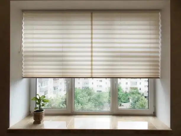 cape primrose bright indirect window