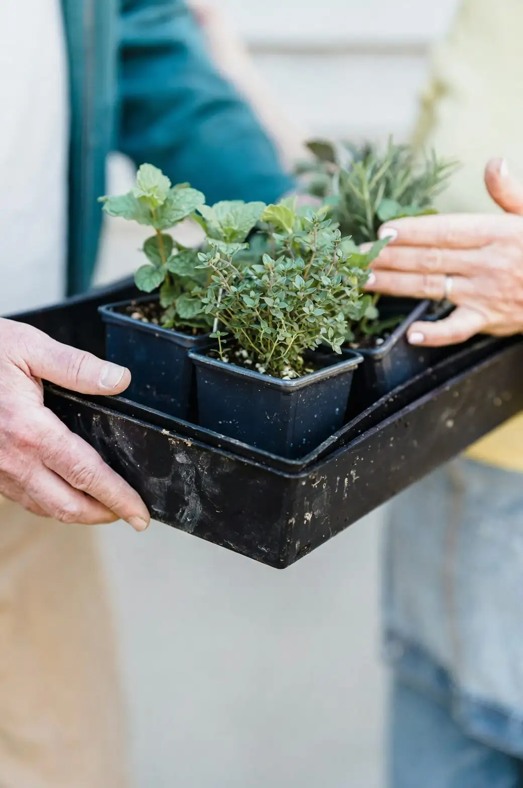 cape primrose bottom watering tray