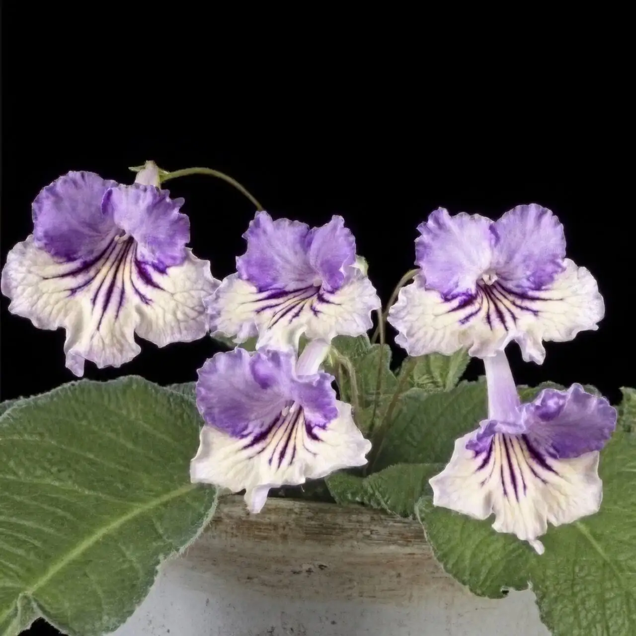 cape primrose winter sunny window