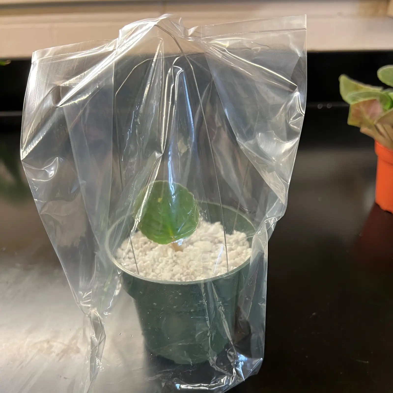 cape primrose leaf cutting propagation
