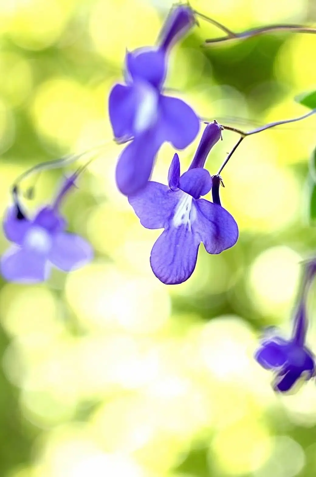 streptocarpus flower close-up bicolor petals