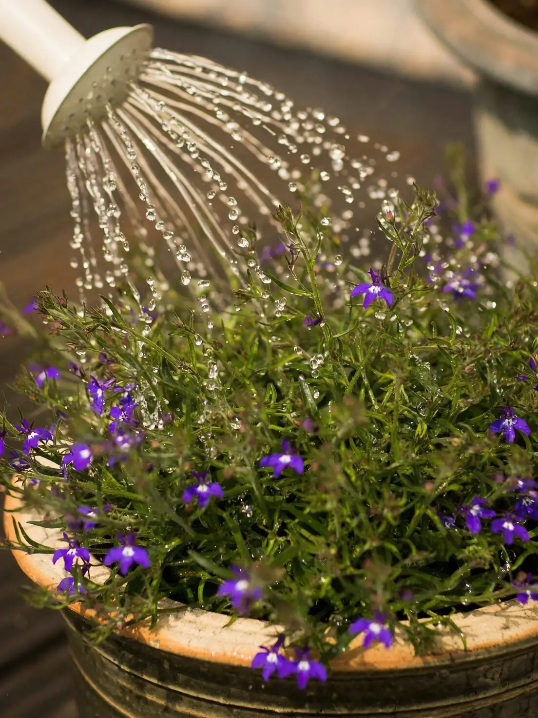 streptocarpus bottom watering tray method