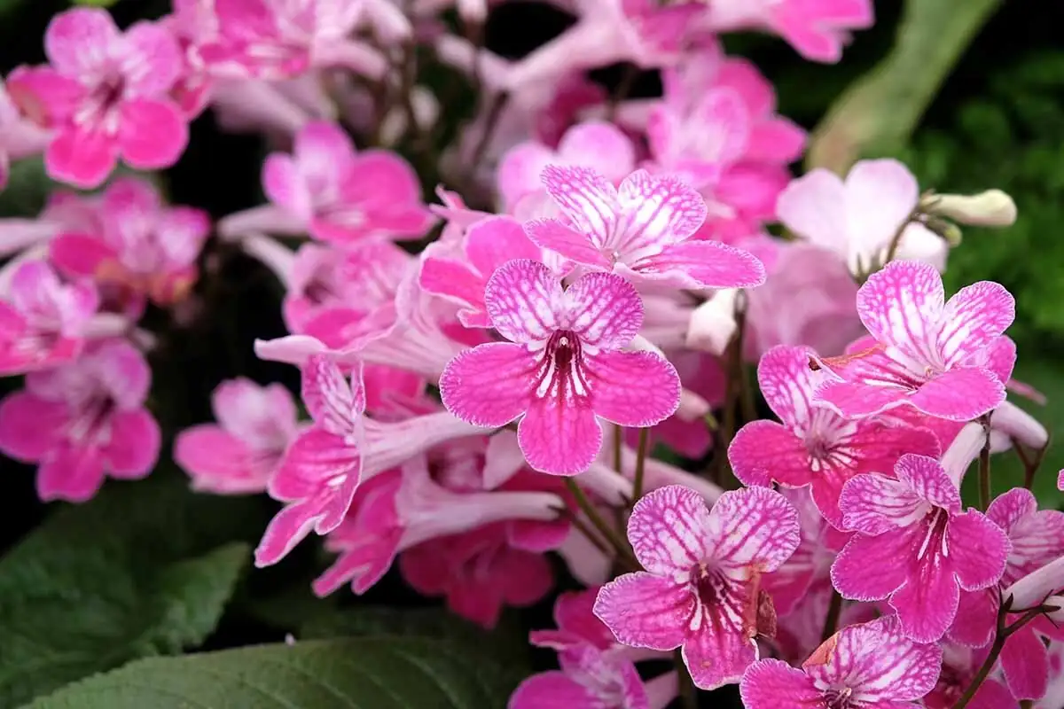 streptocarpus spiraling capsule close-up
