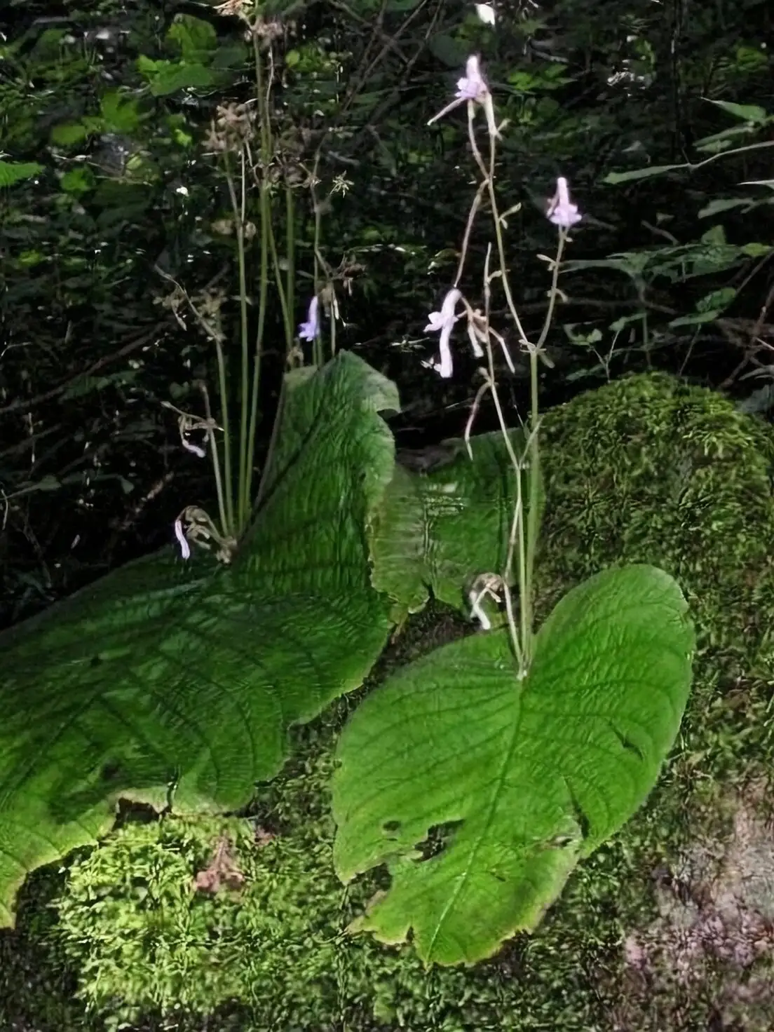streptocarpus single giant leaf habitat