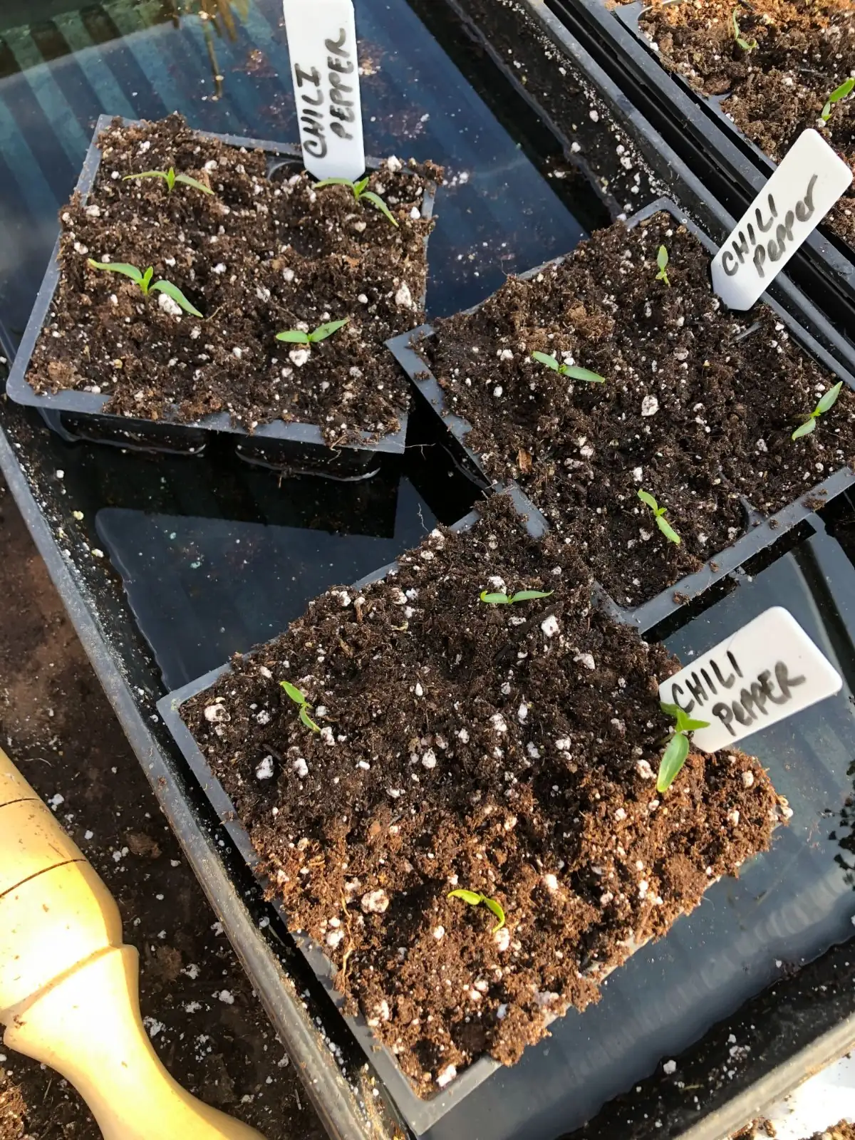 streptocarpus bottom watering tray