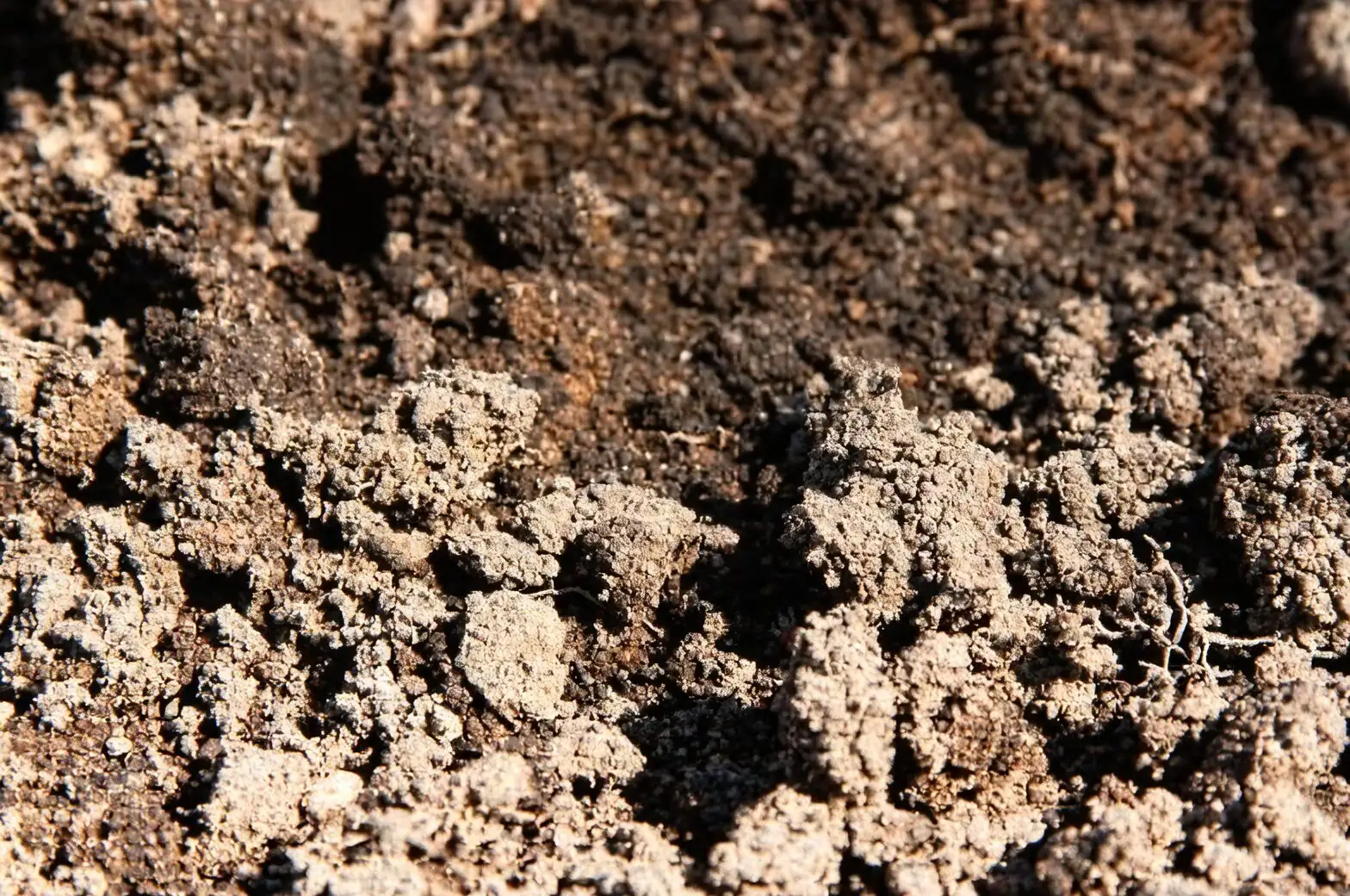 streptocarpus soil mix close-up