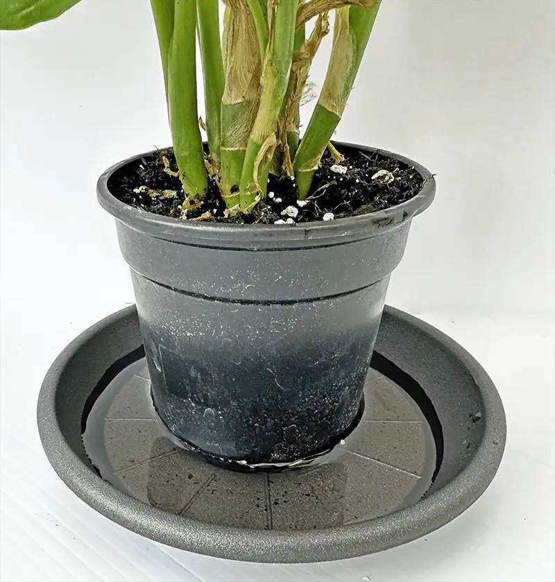 streptocarpus pouring saucer water