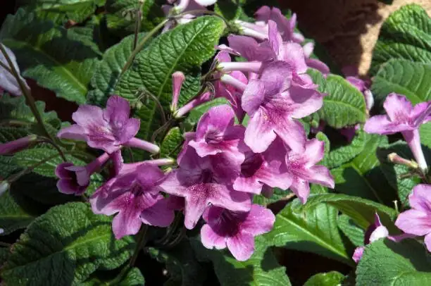 cape primrose flower close-up