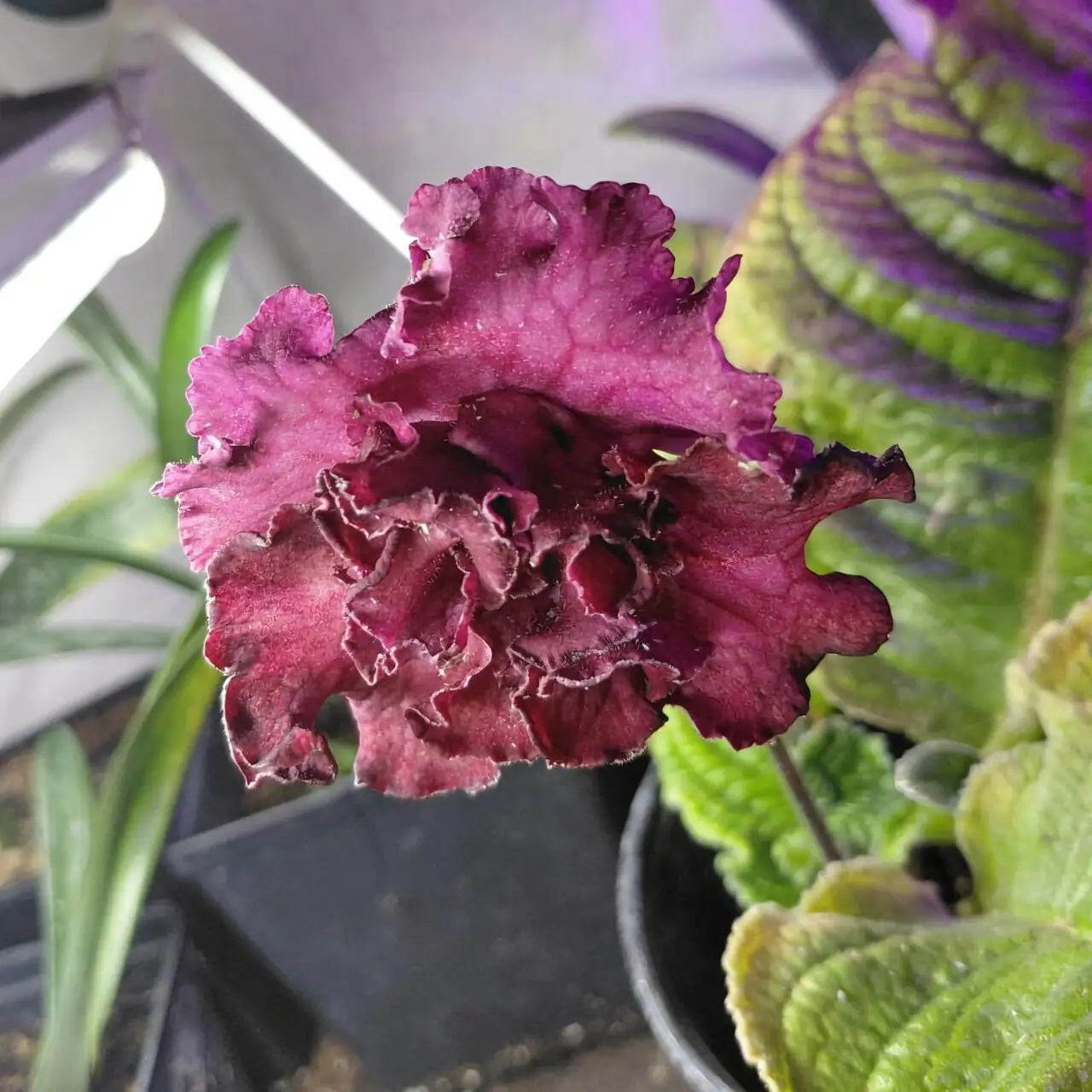 cape primrose winter windowsill sunlight