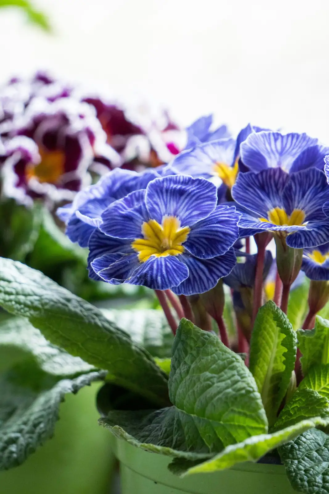 cape primrose flower close-up