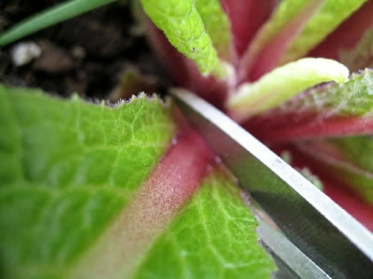 cape primrose leaf cutting