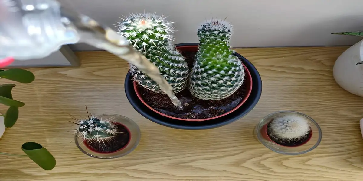 Stenocactus crispatus rim watering