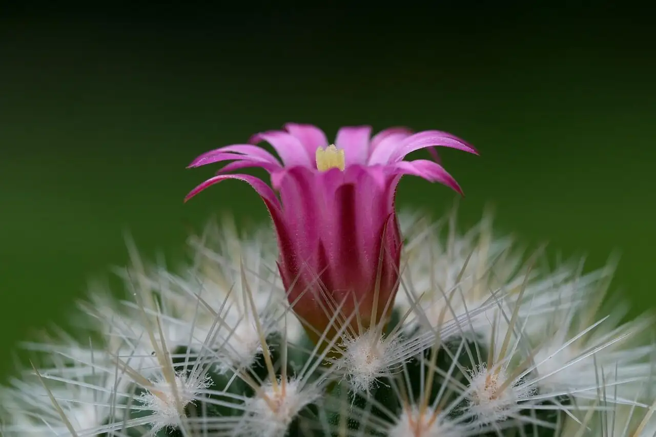 Stenocactus crispatus pink flower close-up