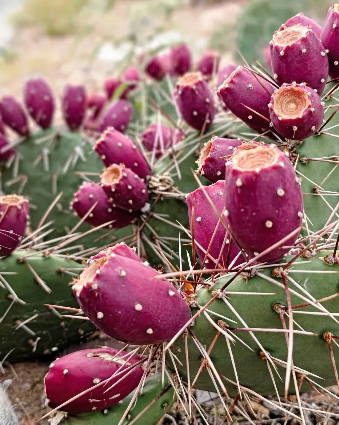 Stenocactus crispatus mealybugs cotton swab