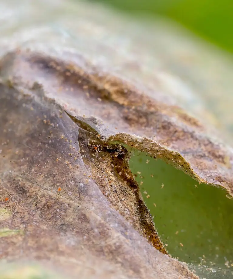 Stenocactus crispatus spider mites damage