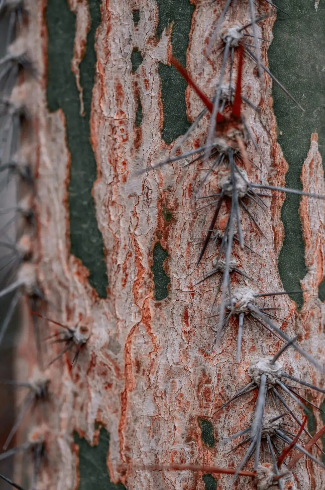 Stenocactus crispatus root rot cut