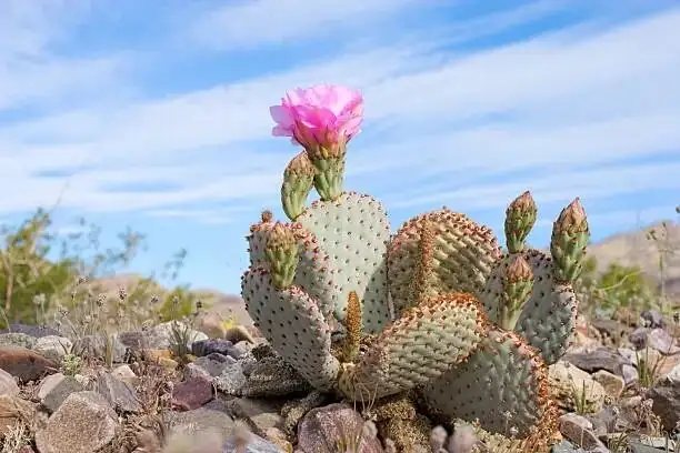 Stenocactus crispatus limestone slope