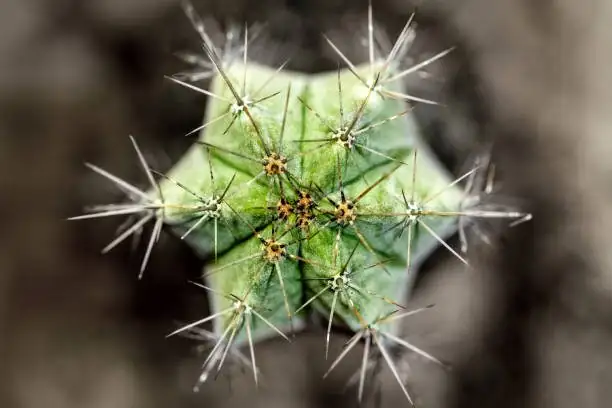 Stenocactus crispatus rib detail macro
