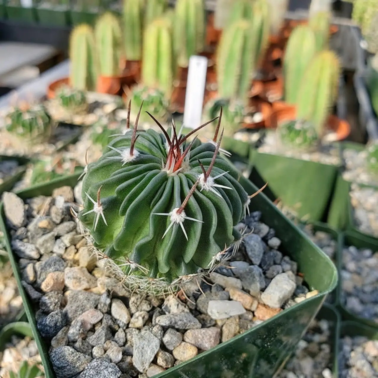 Stenocactus crispatus windowsill pot