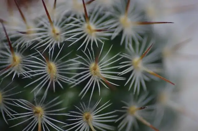 Stenocactus crispatus offsets cluster