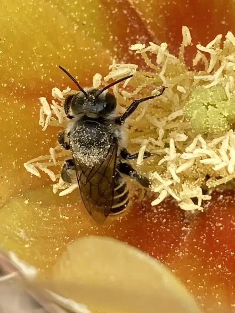 bee on Stenocactus flower