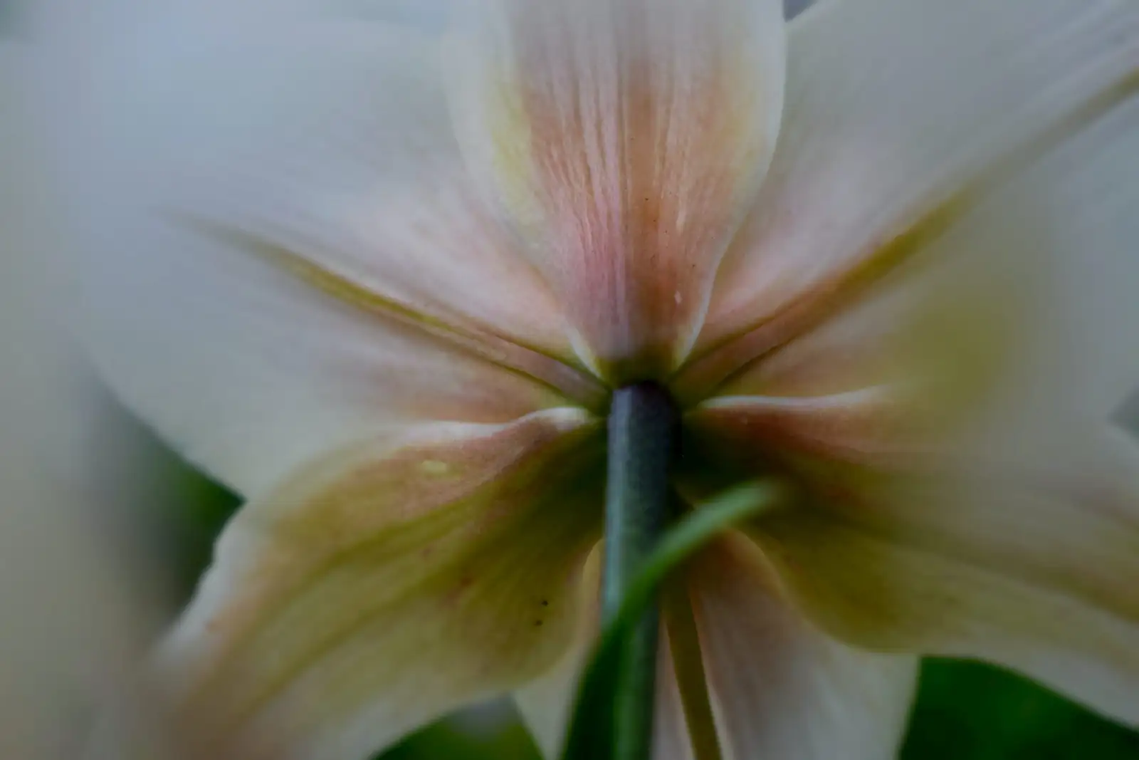 Stenocactus flower backlit macro